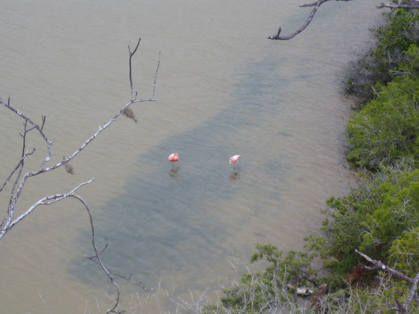 Flamingos