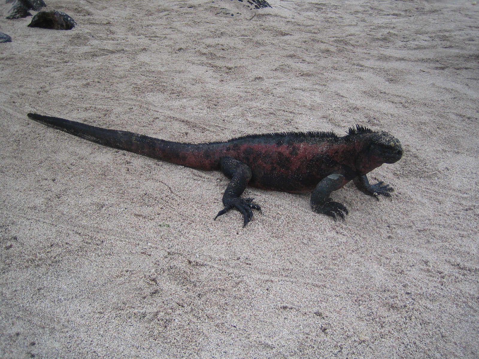 Iguana