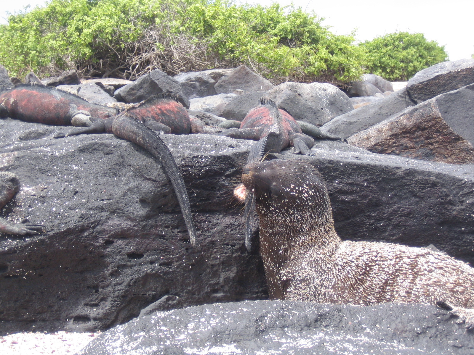Iguanausealion