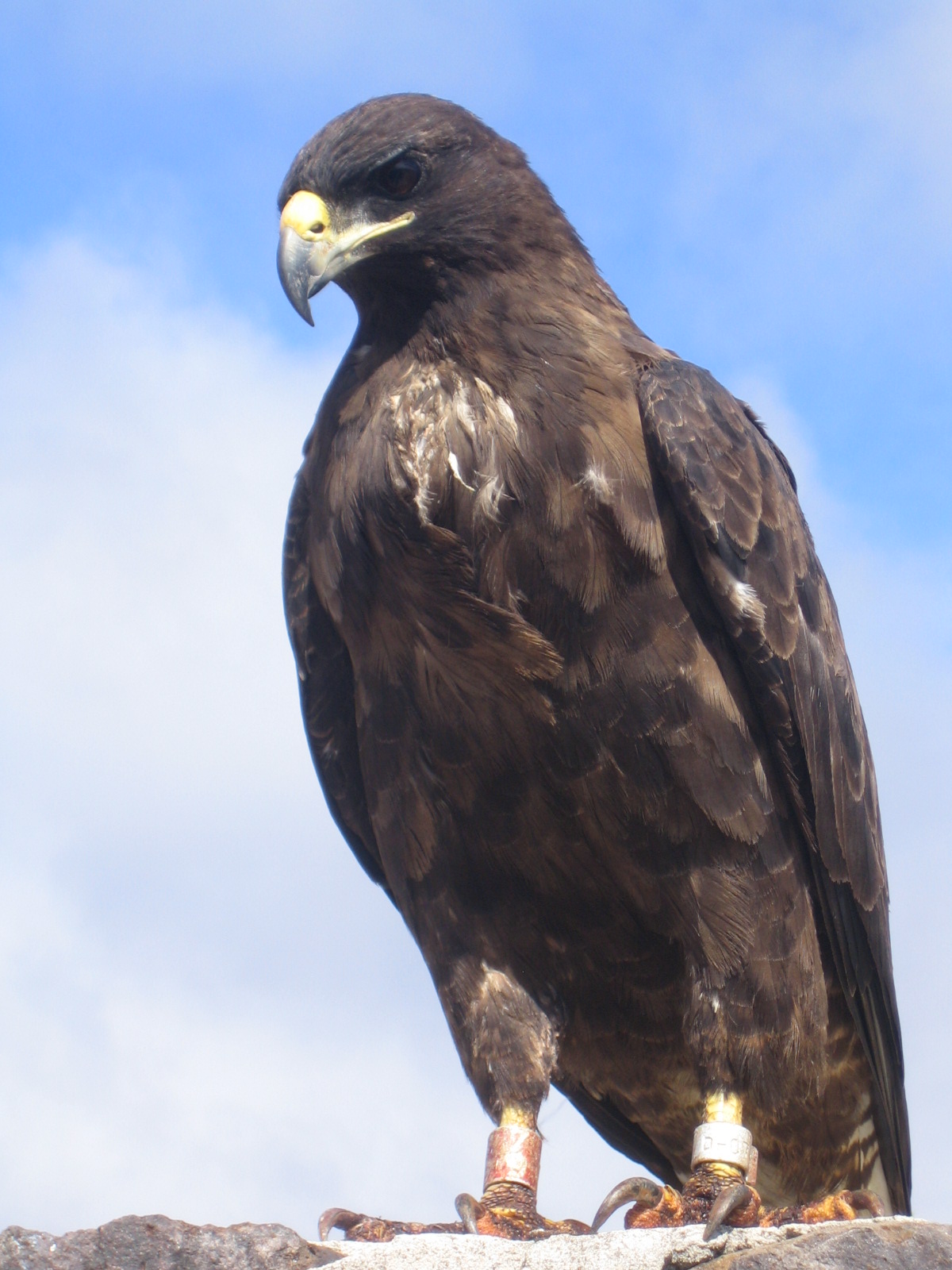 Hawk