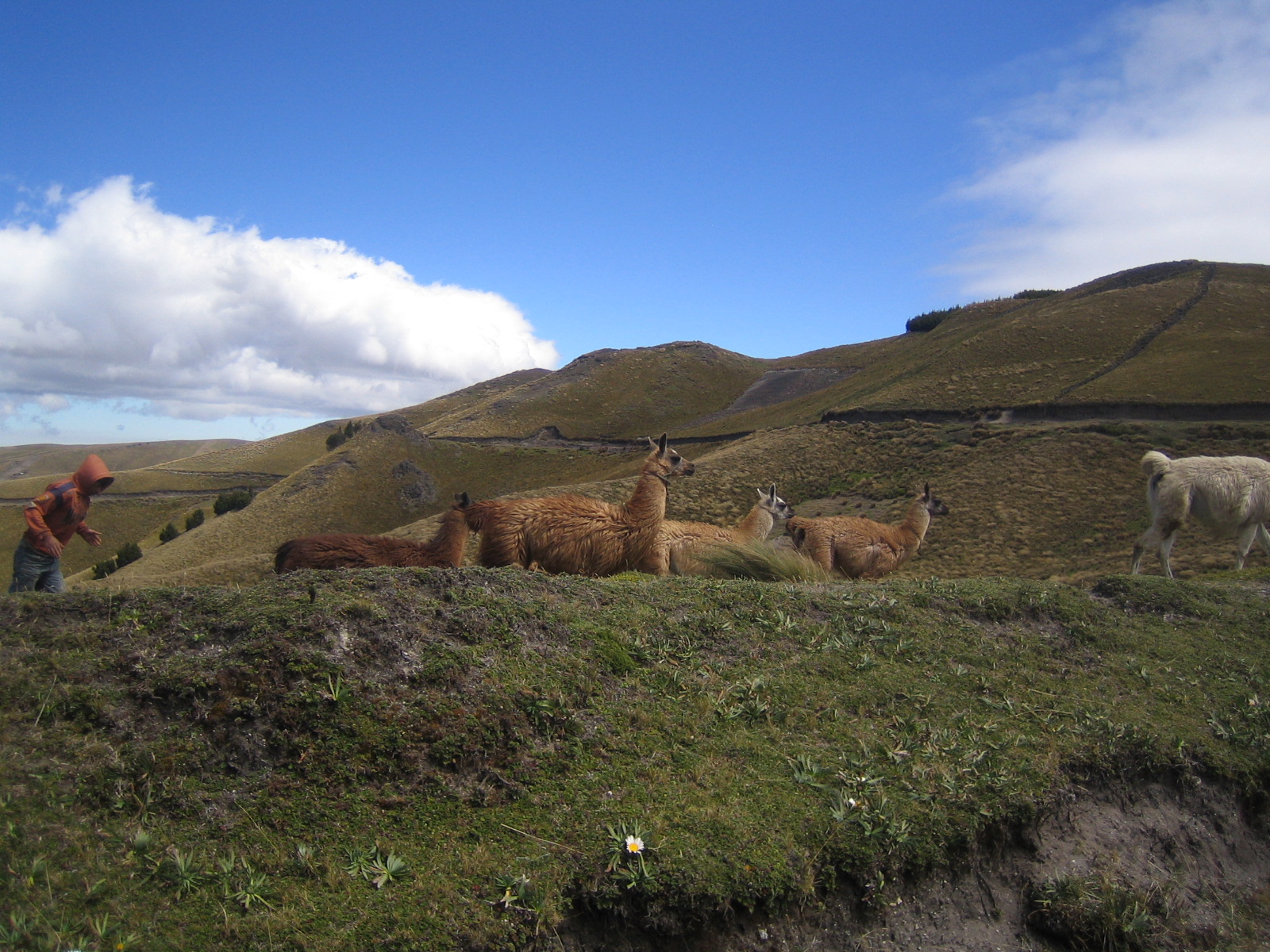 Lamas