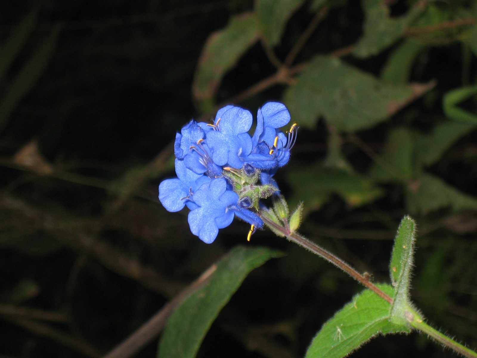 Blume