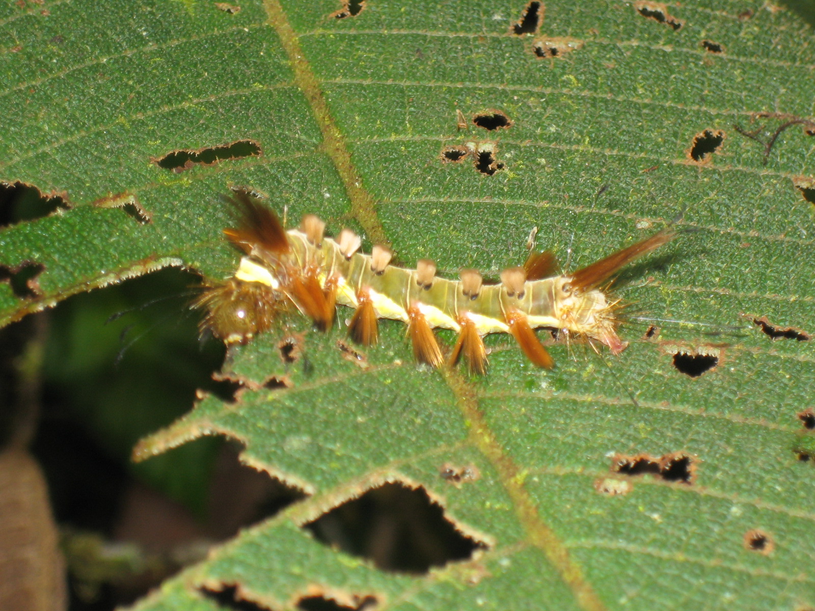 Raupe